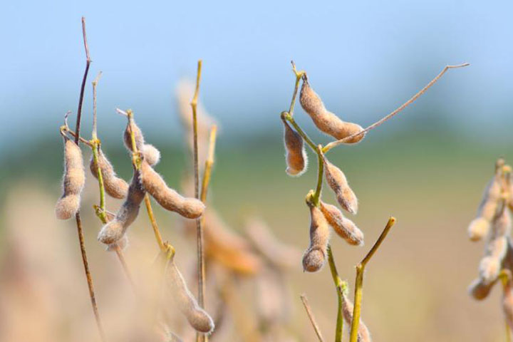 Safra de soja em Mato Grosso do Sul cresce 13% mesmo com seca em mais da metade das lavouras
