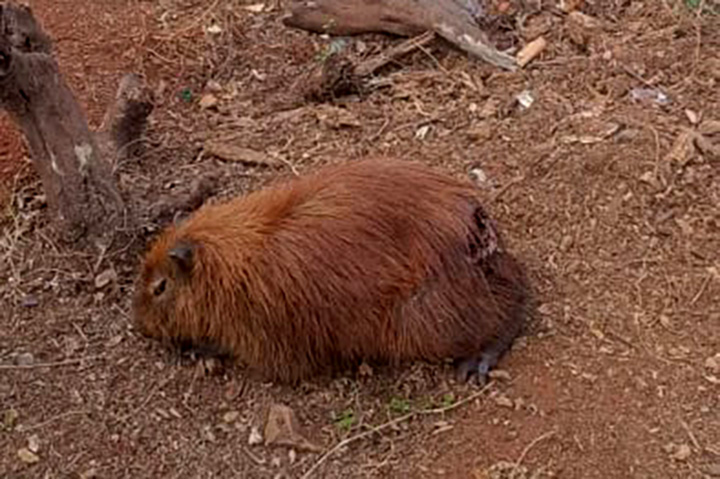 Após 13 dias de buscas, capivara ferida no Lago do Amor é finalmente resgatada pela PMA