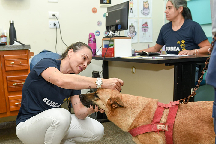 Campo Grande terá mutirões de bem-estar animal e adoção em agosto; confira as datas e locais