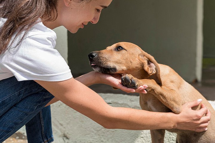 Nova proposta na Assembleia recompensa empresas que investem em proteção animal