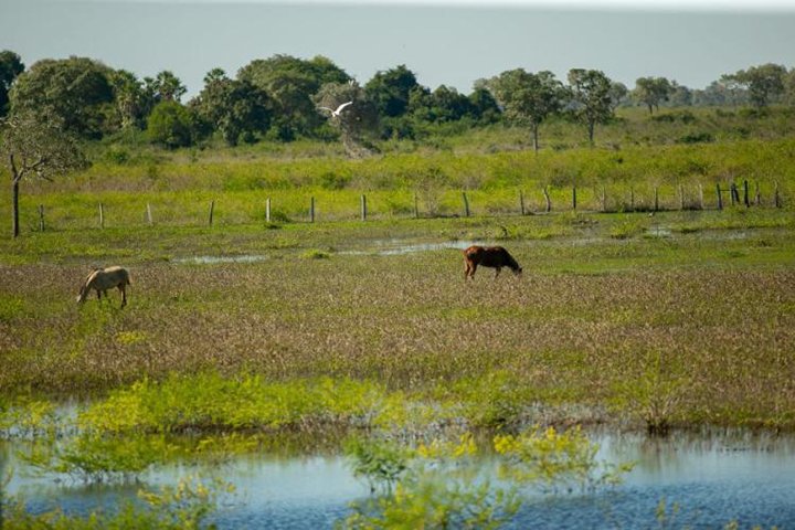 Edital do PSA Pantanal prevê até R$ 100 mil por ano a produtores que preservam