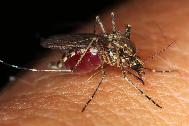 Febre oropouche rompe fronteiras da Amazônia e se espalha por 18 estados do Brasil