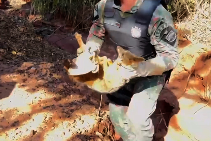Graxaim-do-campo é resgatado em Campo Grande após possível atropelamento