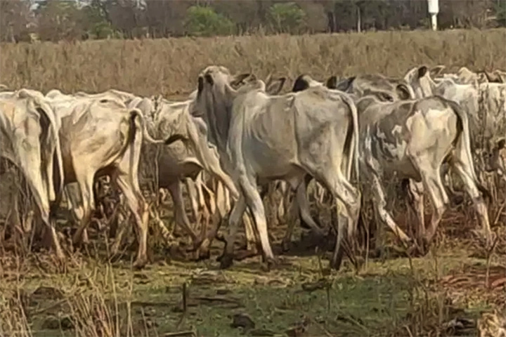 Quase 200 bovinos são encontrados em situação de abandono em fazenda de Dourados