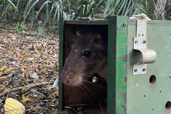 Pacas, tucanos e macacos voltam à mata em nova fase da reintegração de animais silvestres