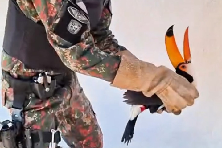 Tucano-toco é resgatado em Campo Grande após aparecer ferido em clínica médica