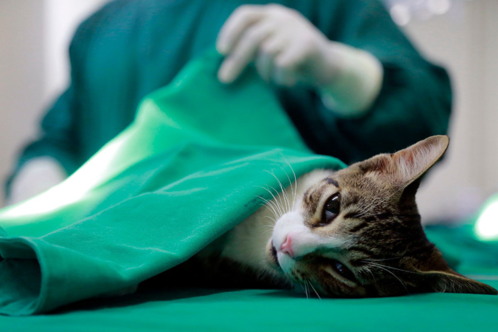 Caravana de Castração de Pets é solicitada para Dourados por deputada Lia Nogueira