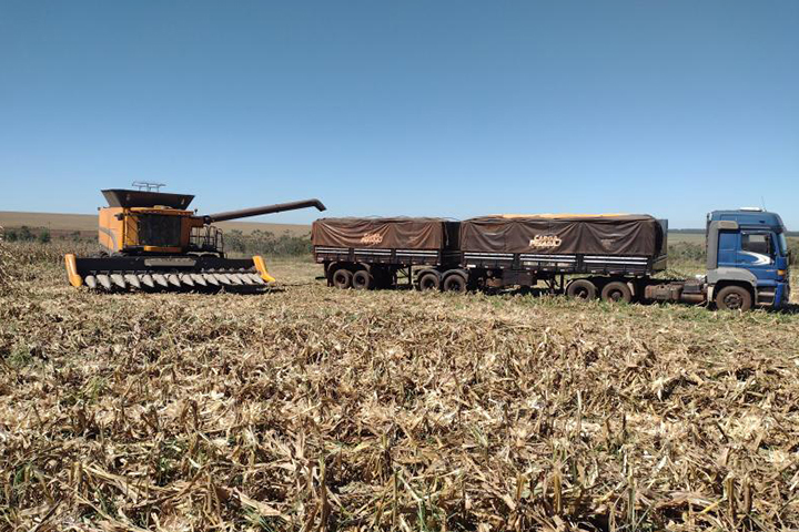 Colheita do milho em Mato Grosso do Sul atinge 42,7% da área cultivada
