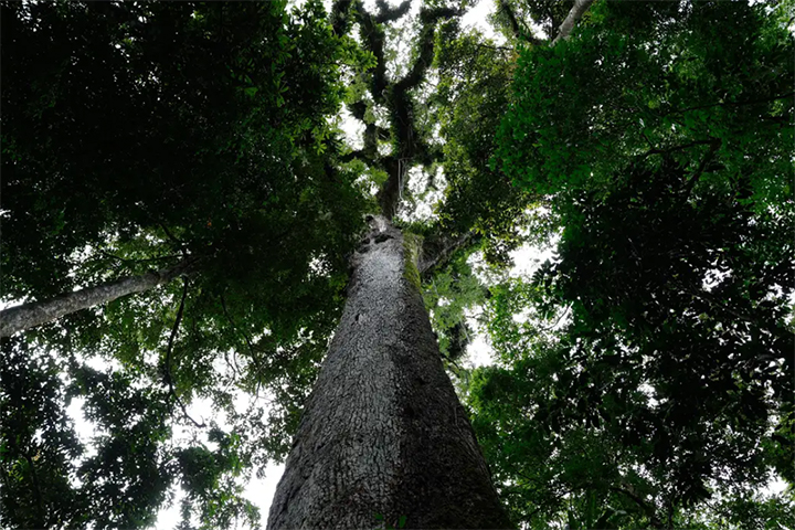 Lula sanciona lei do licenciamento ambiental e veta 63 pontos do texto