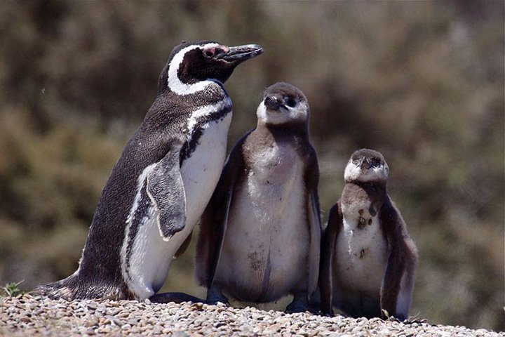 Mais de 700 pinguins aparecem mortos no litoral sul de São Paulo