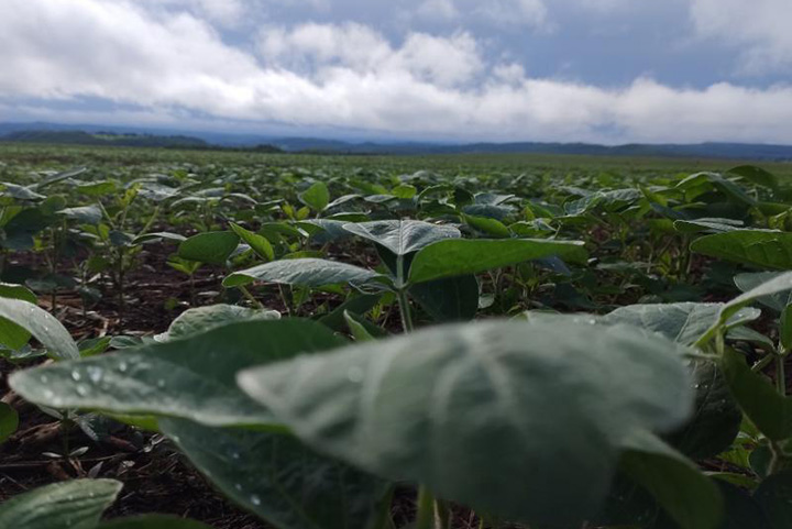 Plantio da soja começa sob clima instável e exige cautela dos produtores em MS