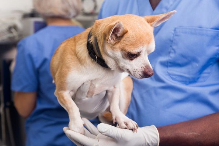 Protetoras de animais em Campo Grande cobram retomada de atendimentos da Subea