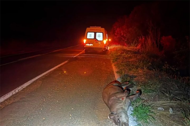 Ambulância da prefeitura de Nova Andradina colide com anta na MS-134, perto de Nova Casa Verde