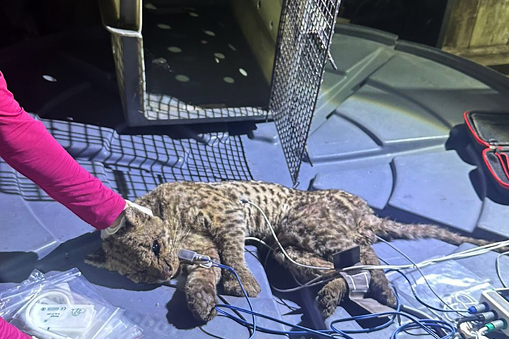 Aparições de animais silvestres aumentam em Mato Grosso do Sul: veja como agir