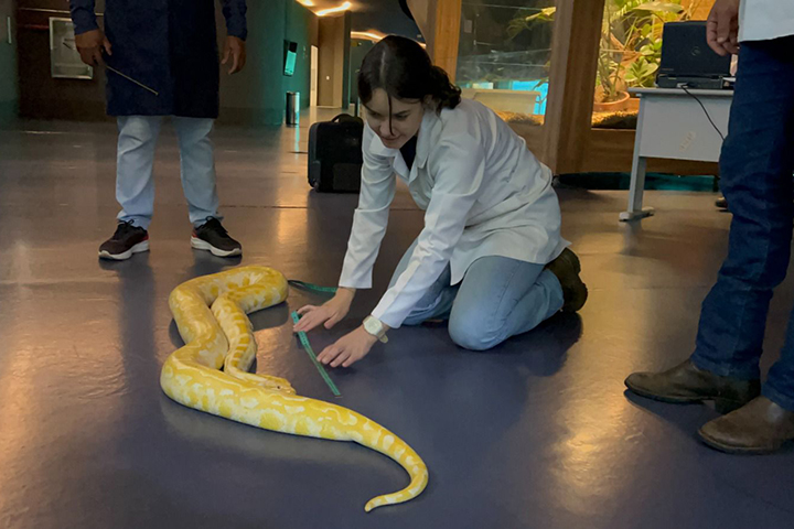 Bioparque Pantanal realiza exame de rotina em serpente Capitu