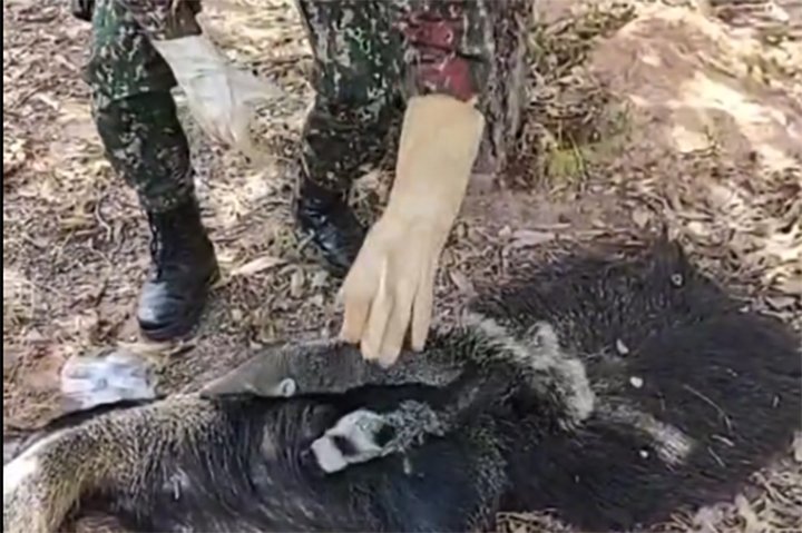 Filhote de tamanduá-bandeira é resgatado após mãe morrer atropelada na MS-427