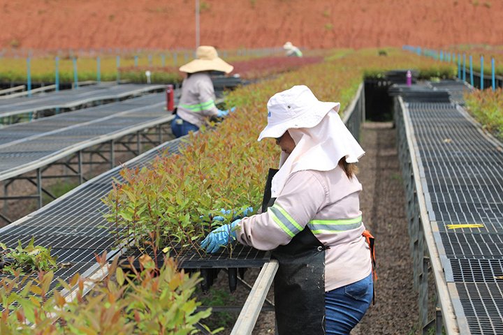 MS Florestal abre 53 vagas em Santa Rita do Pardo para área de silvicultura