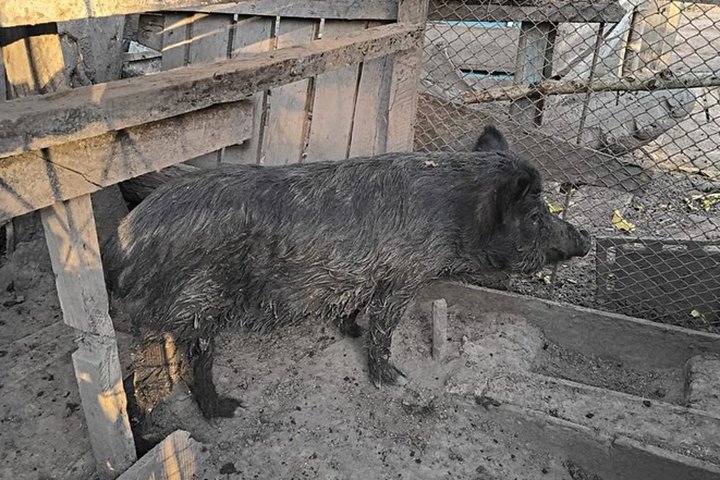 PMA de Aquidauana autua criador por manter javalis em área de preservação permanente