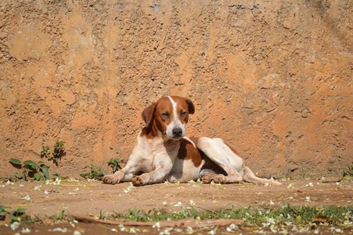 Abandono disfarçado passa a ter punições mais severas em Dourados com nova lei