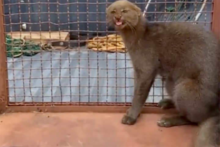 Gato-mourisco surpreende moradora em Nova Andradina e é resgatado pela Polícia Militar Ambiental