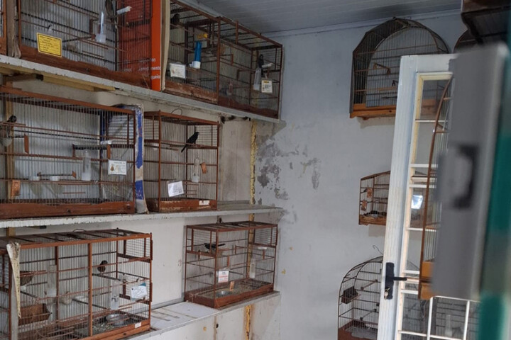 Operação Libertas combate tráfico de animais silvestres e resgata quase 800 em 11 estados