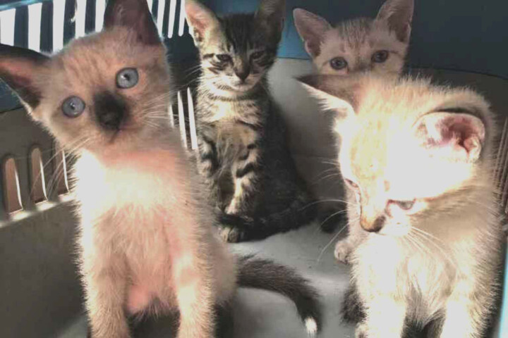Ação de Adoção reúne cães e gatos em busca de novos lares na Praça da Bolívia neste domingo (9)