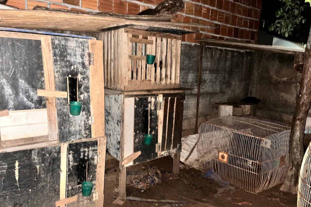 Rinha de galos é desarticulada em Chapadão do Sul, e Polícia Civil apreende 16 animais feridos