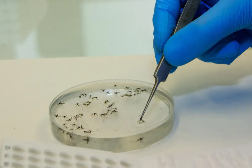 Pesquisa inédita mede impacto da Wolbachia e registra queda da dengue em áreas de Campo Grande