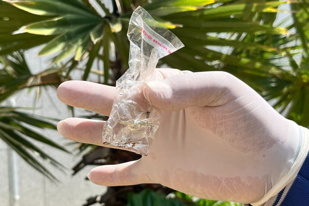 Ações integradas em todos os municípios intensificam combate ao Aedes aegypti no início de 2026