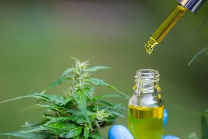 Anvisa discute hoje regras para o cultivo e a produção de cannabis medicinal no Brasil