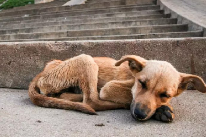Decisão judicial obriga Prefeitura de Campo Grande a financiar ONGs e protetores de animais