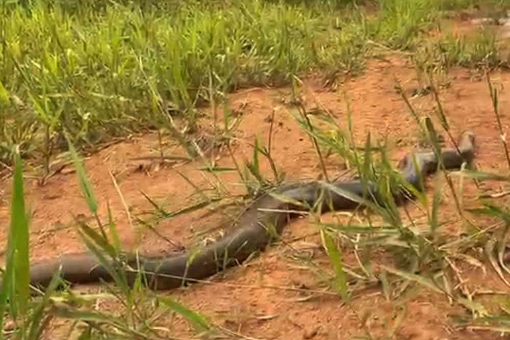 Sucuri-verde é resgatada pela PMA e devolvida ao habitat natural em São Gabriel do Oeste