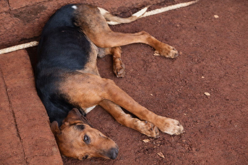 19 cães são resgatados por maus-tratos em residência no Centro de Nova Alvorada do Sul