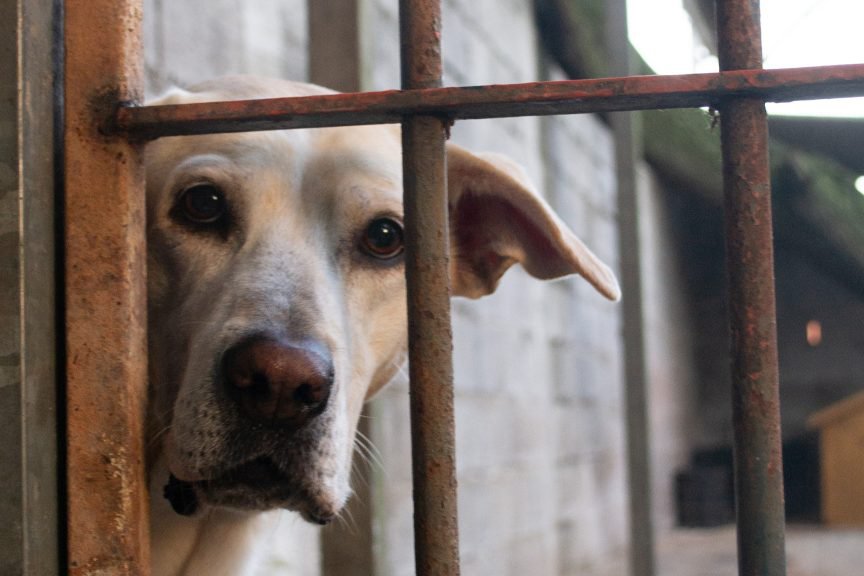 Justiça obriga Campo Grande a criar abrigo público para animais em até 180 dias após ação do Ministério Público