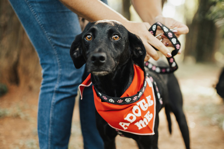 Conexão Pet reúne adoção, orientação veterinária e feira com programação gratuita neste sábado na Casa Hub