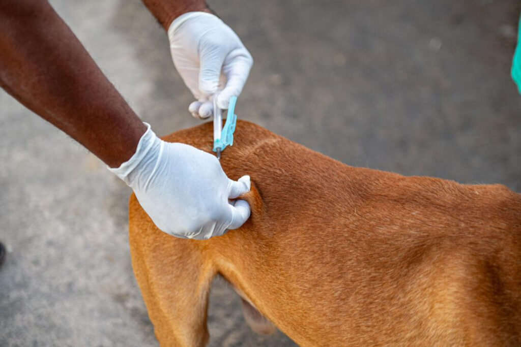 Campo Grande registra 6º caso de raiva em morcego e reforça vacinação obrigatória de cães e gatos