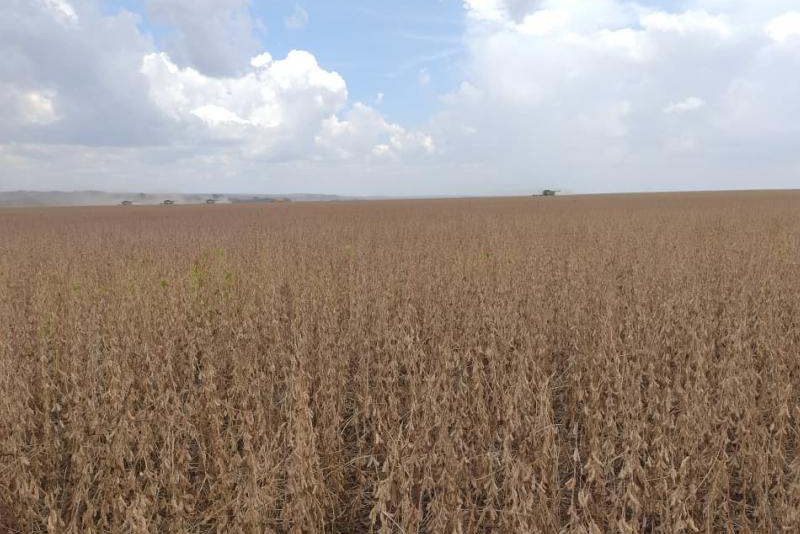 Mato Grosso do Sul tem 70 ocorrências de ferrugem asiática e impõe pressão sobre a próxima safra de soja