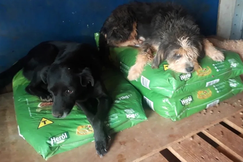 Campo Grande libera ração pet como ingresso solidário em eventos públicos