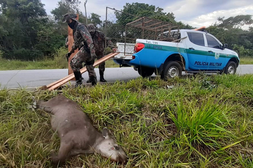 Mato Grosso do Sul perde cerca de 100 antas por ano em estradas marcadas por acidentes graves