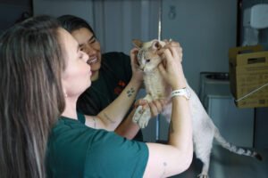Consultório Móvel da Subea atende cães e gatos gratuitamente no Oliveira II até quinta-feira