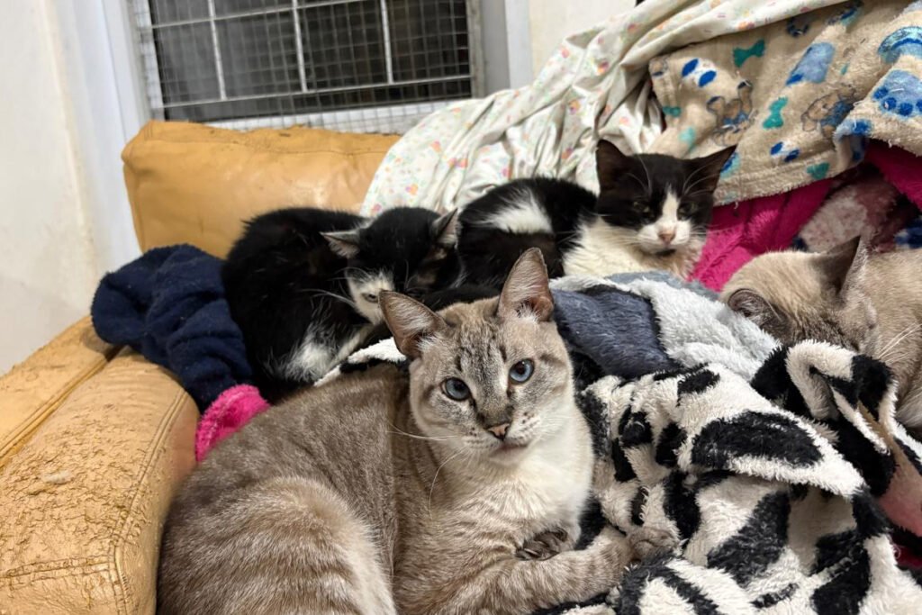 Frio intenso coloca quase 400 gatos em risco; Amicats pede ajuda urgente com doação de cobertores e ração