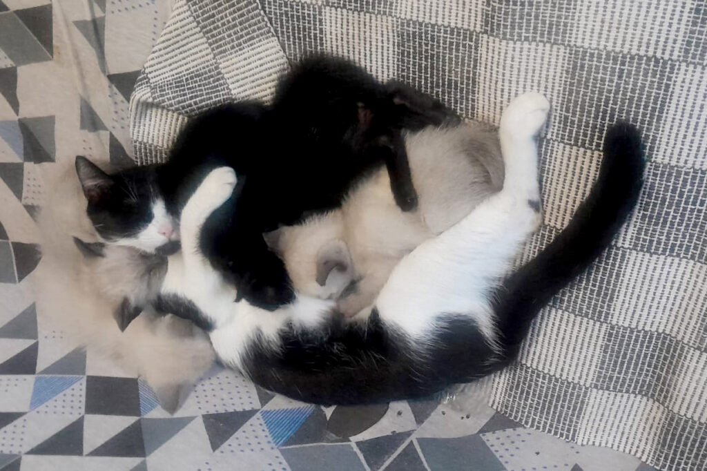 Com mais de 400 gatos acolhidos, ONG promove feira de adoção neste sábado e faz apelo por doações em Campo Grande