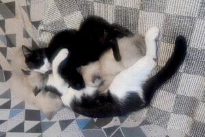 Com mais de 400 gatos acolhidos, ONG promove feira de adoção neste sábado e faz apelo por doações em Campo Grande